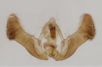 Eucosma cana