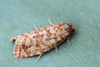 Lozotaeniodes brusseauxi