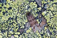 Prolita sexpunctella