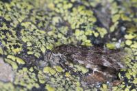 Prolita sexpunctella