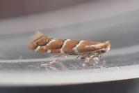 Cameraria ohridella
