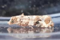Lobesia botrana/reliquana