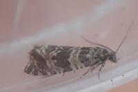 Celypha rivulana