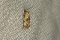 Cochylis