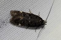 Dichomeris alacella