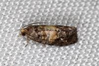 Cymolomia hartigiana
