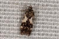 Teleiodes luculella