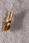 Argyresthia pruniella