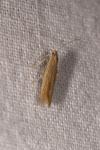 Coleophora