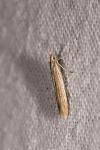 Coleophora