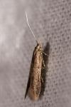 Coleophora