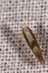 Argyresthia