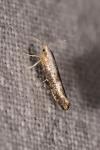 Argyresthia spinosella