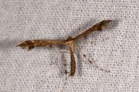 Oxyptilus