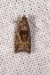 Epinotia nisella