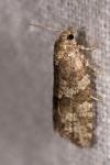 Cnephasia