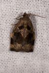Archips crataegana