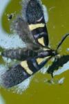 Dasycera oliviella