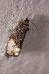 Hedya nubiferana