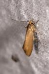 Crassa unitella