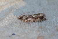Zeiraphera isertana