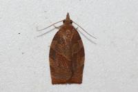 Pandemis heparana