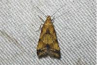 Brachmia blandella