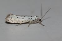 Yponomeuta