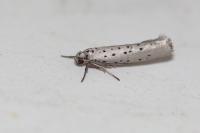 Yponomeuta sedella