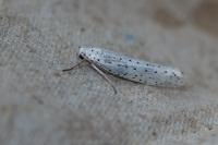 Yponomeuta evonymella
