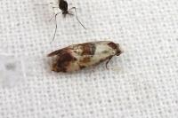 Neocochylis millierana