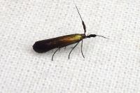 Coleophora