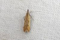 Dichomeris acuminata