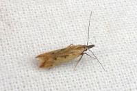 Dichomeris acuminata