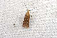 Metzneria aprilella
