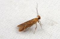 Metzneria aprilella
