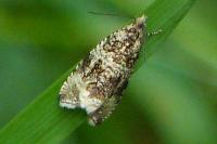 Celypha lacunana