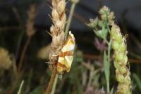 Phalonidia albipalpana