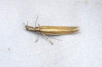 Pleurota aristella