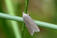 Acompsia cinerella