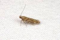 Scrobipalpa salinella