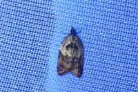 Acleris variegana