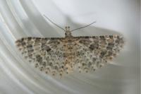 Alucita desmodactyla