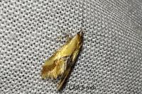 Batia lunaris