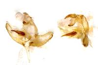 Batia lunaris