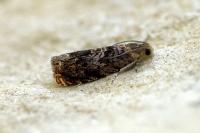 Grapholita janthinana