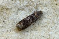 Grapholita janthinana