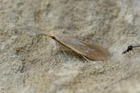 Coleophora flavipennella