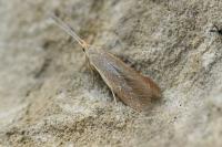 Coleophora flavipennella