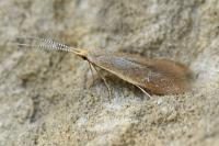 Coleophora flavipennella